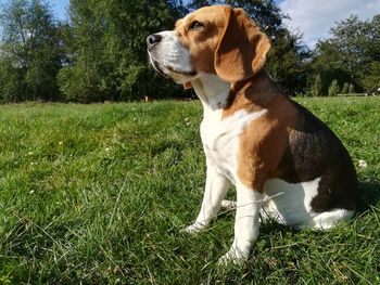 Dog looking away on field