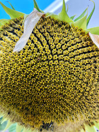 Close-up of sunflower