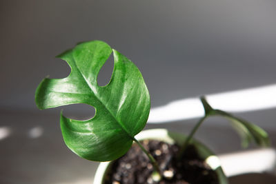 Close-up of plant