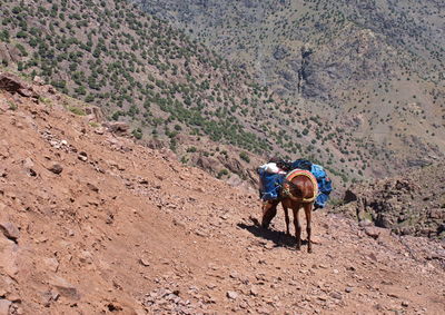 Mule with heavy load in high atlas mountains in morocco