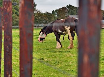 Horses in a field