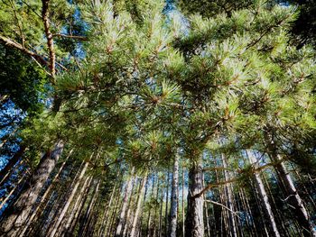 Low angle view of trees in forest