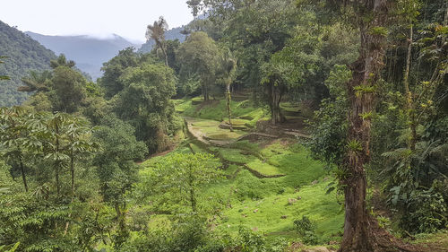 View of trees in forest