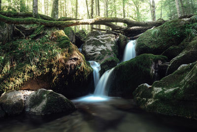 Scenic view of waterfall in forest