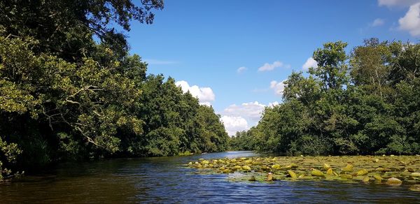 Scenic view of river amidst trees against sky