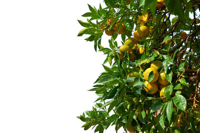 Low angle view of fruits growing on tree
