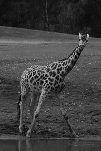 Close-up of giraffe in zoo