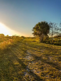 Scenic view of field against clear sky during sunset