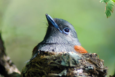 Close-up of bird perching on nest