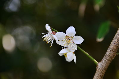 Close-up of white flowers on tree