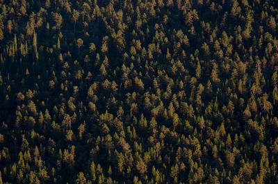 Full frame shot of pine trees in forest