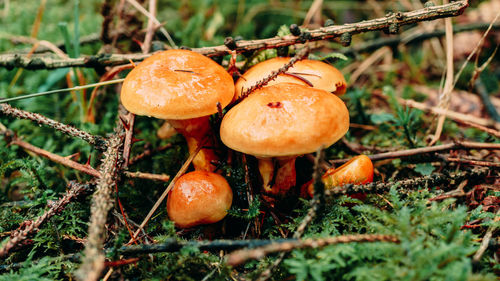 Close-up of mushrooms growing on field