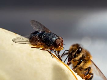 Close-up of honey bee