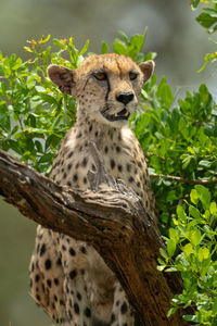 Close-up of female cheetah sitting by bush