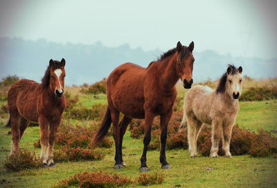 Horses standing in a field looking at camera