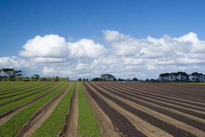 Scenic view of agricultural field against sky