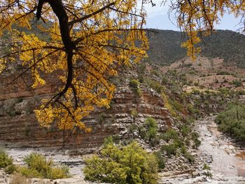 Scenic view of trees in forest during autumn