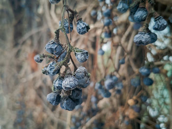 High angle view of berries growing on plant