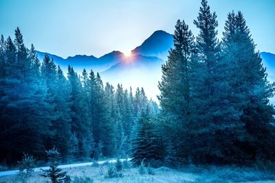 Trees against sky during winter