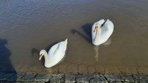 High angle view of swans swimming in lake