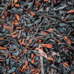 Full frame shot of dried autumn leaves on field