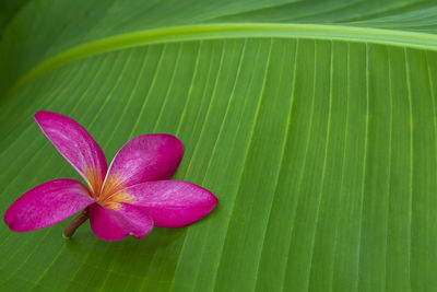 Close-up of pink and leaves on plant