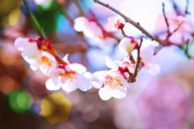 Close-up of cherry blossoms