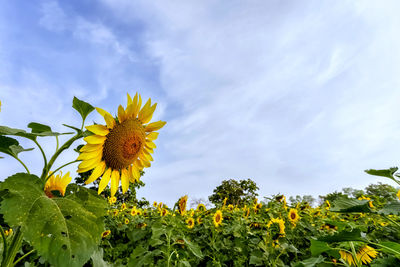 Close-up of yellow flowering plant against sky