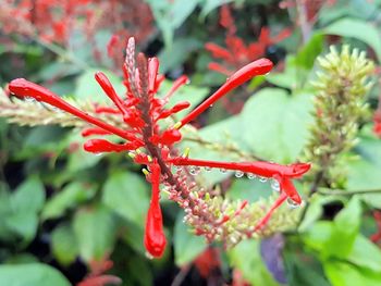 Close-up of red flower on tree