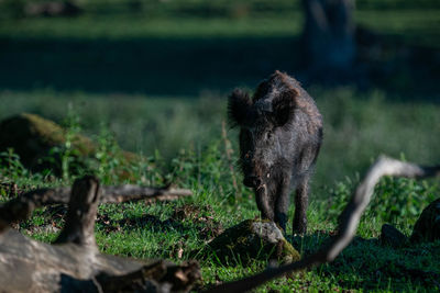 View of an animal on land