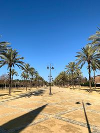 View of palm trees against clear blue sky