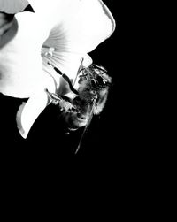 Close-up of white rose against black background