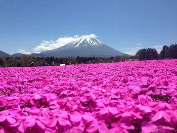 Scenic view of pink flowers on mountain against sky