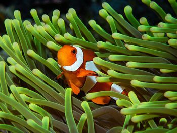 Clown fish nemo 