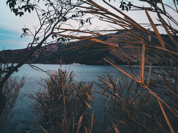 Bare trees by lake against sky