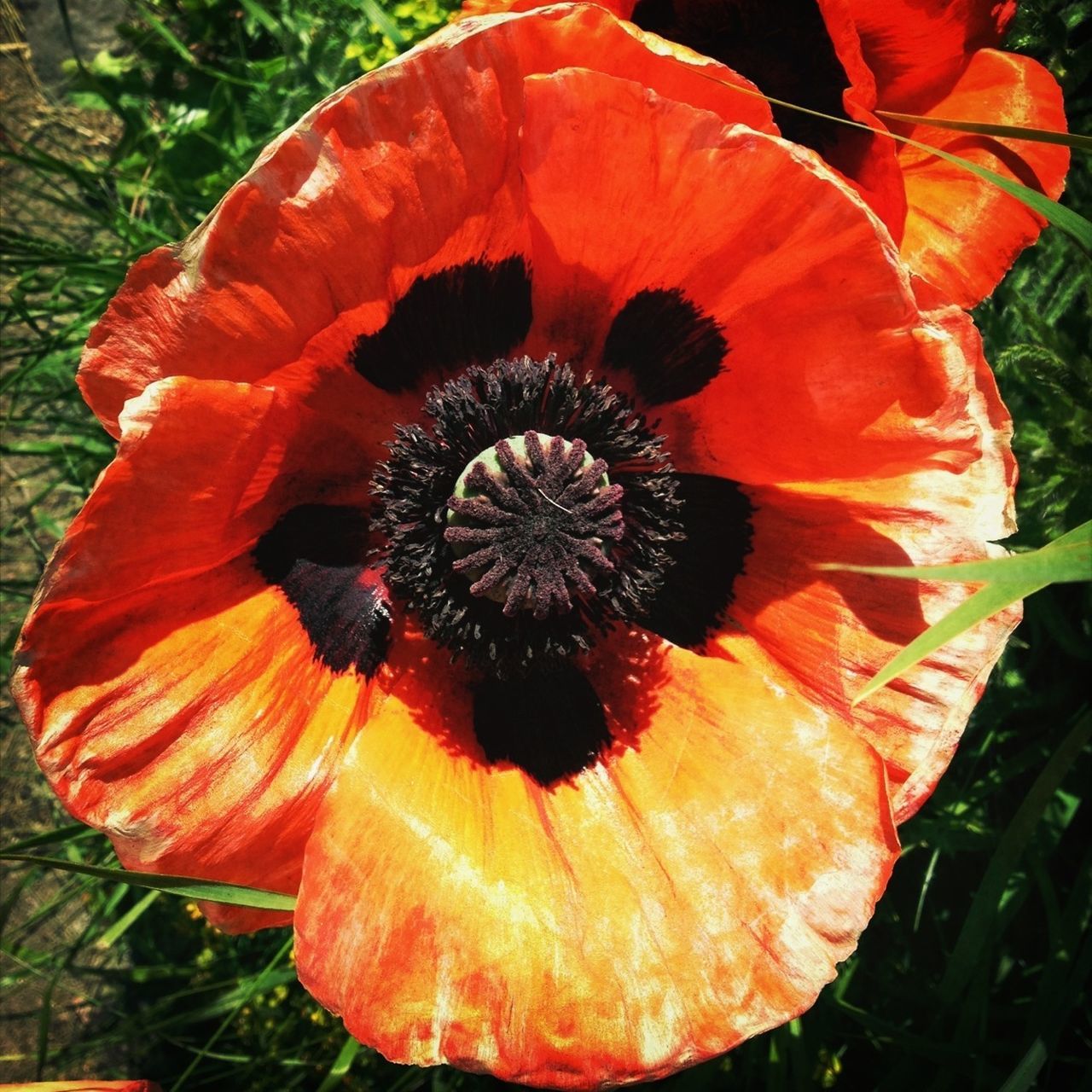 flower, freshness, flower head, petal, fragility, growth, beauty in nature, single flower, close-up, nature, plant, blooming, orange color, red, pollen, poppy, field, high angle view, outdoors, day