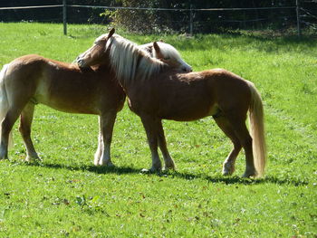 Horse on field