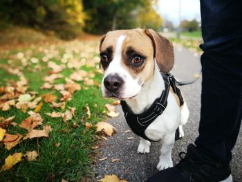 Dog standing on land