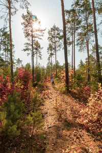 Rear view of person walking amidst trees in forest