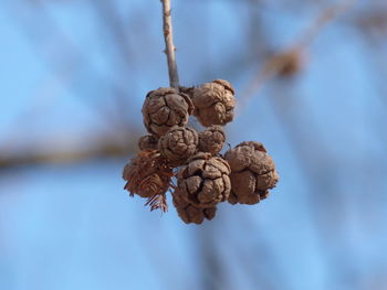 Close-up of flower against sky