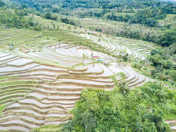 High angle view of rice field