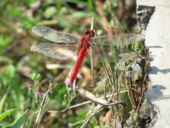 Close-up of dragonfly