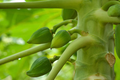 Close-up of bananas growing on plant