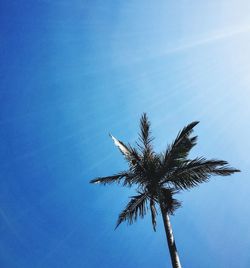 Low angle view of trees against blue sky