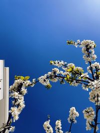 Low angle view of cherry blossom against blue sky