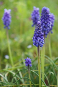 Close-up of purple flowering plants on field