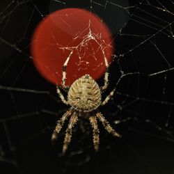 Close-up of spider on web