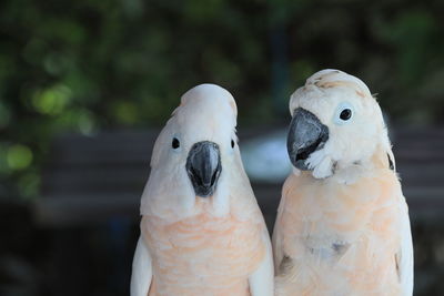 The white cockatoo or umbrella cackatoo