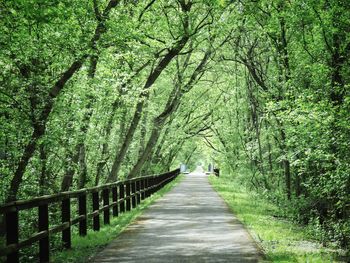 Footpath amidst trees in forest