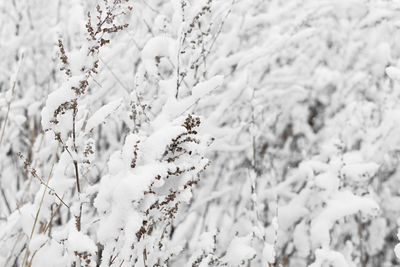 Full frame shot of frozen plants during winter